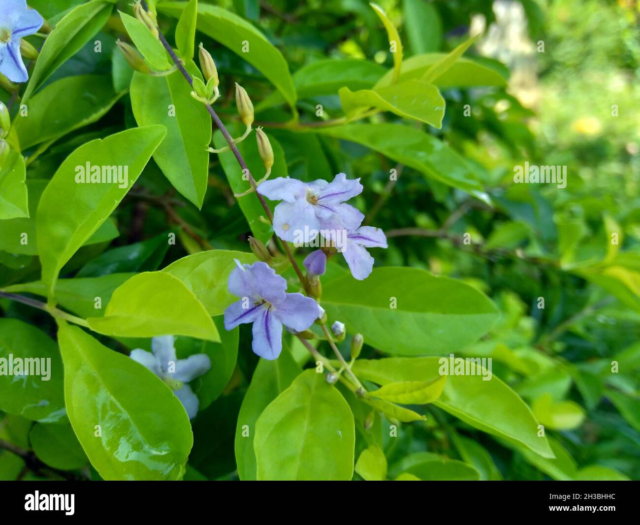 Foglie di cumulo d'oro. Chiamato anche Sinyo nakal, Duranta erecta, teh-tehan, alba, aurea, Ragazza geisha, zaffiro docce e variegata fiore (chiamato anche si Foto Stock