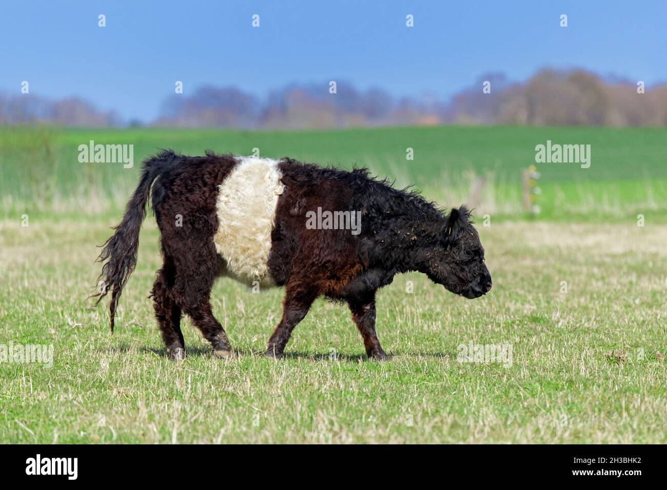 Bellotted Galloway / sheeted Galloway / Beltie / White-middled Galloway, razza scozzese tradizionale di bovini da carne, mucca che pascolo in pascolo / campo Foto Stock