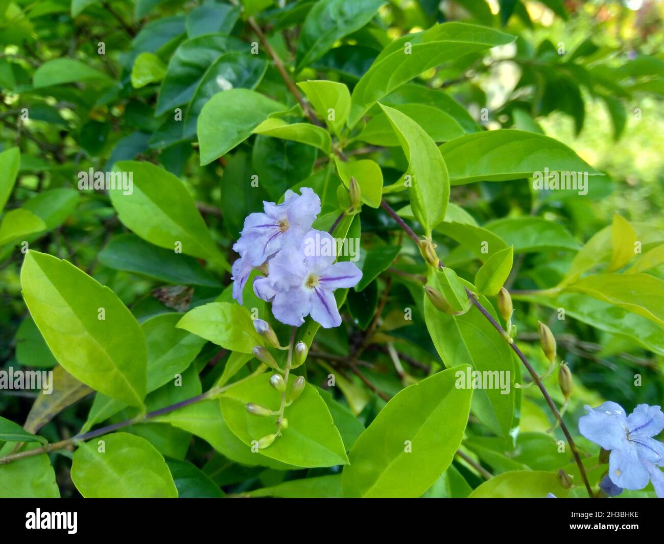 Foglie di cumulo d'oro. Chiamato anche Sinyo nakal, Duranta erecta, teh-tehan, alba, aurea, Ragazza geisha, zaffiro docce e variegata fiore (chiamato anche si Foto Stock