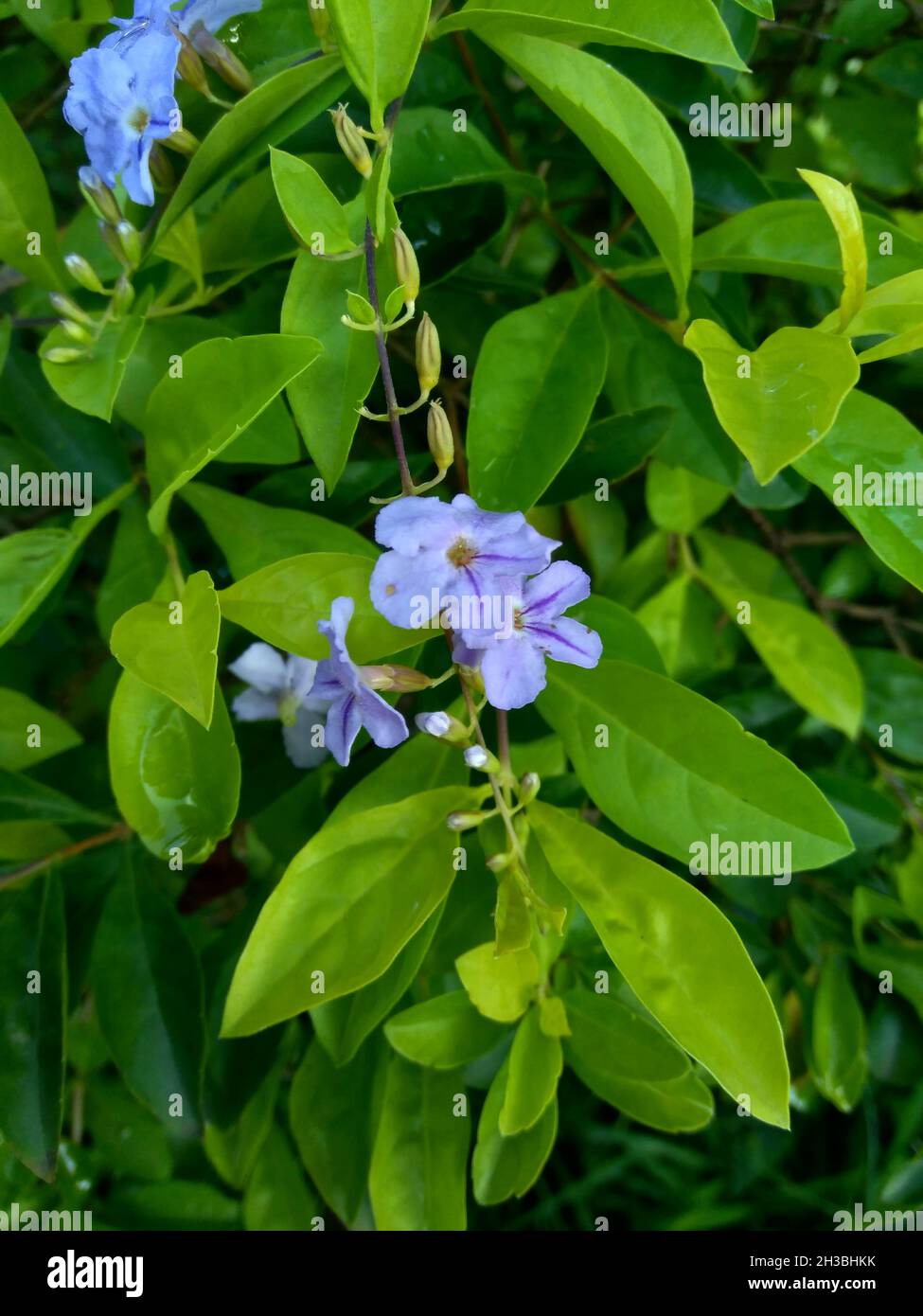 Foglie di cumulo d'oro. Chiamato anche Sinyo nakal, Duranta erecta, teh-tehan, alba, aurea, Ragazza geisha, zaffiro docce e variegata fiore (chiamato anche si Foto Stock