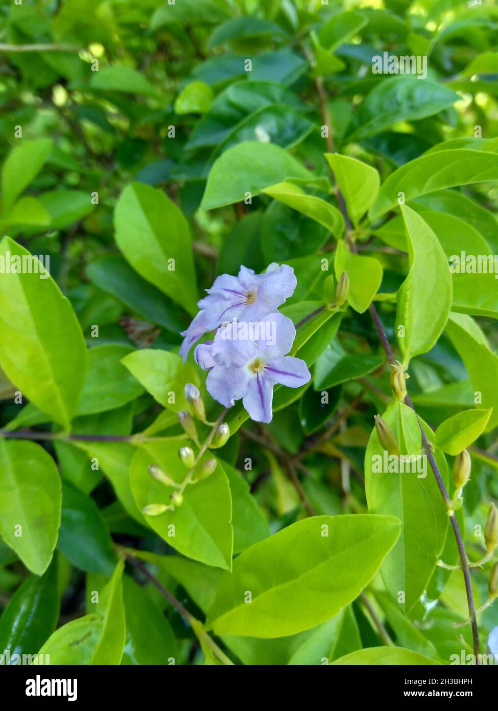 Foglie di cumulo d'oro. Chiamato anche Sinyo nakal, Duranta erecta, teh-tehan, alba, aurea, Ragazza geisha, zaffiro docce e variegata fiore (chiamato anche si Foto Stock
