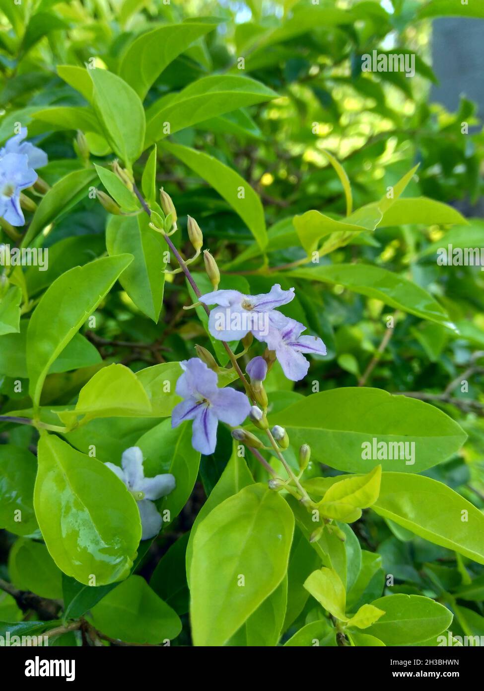 Foglie di cumulo d'oro. Chiamato anche Sinyo nakal, Duranta erecta, teh-tehan, alba, aurea, Ragazza geisha, zaffiro docce e variegata fiore (chiamato anche si Foto Stock