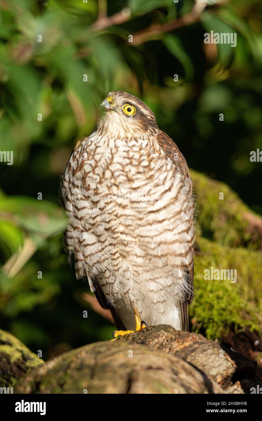 Sparrowhawk femminile (Accipiter nisus), un uccello di preda o raptor arroccato in un giardino, Regno Unito, guardando piccoli uccelli battenti Foto Stock