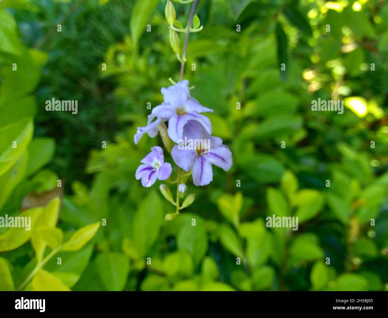 Foglie di cumulo d'oro. Chiamato anche Sinyo nakal, Duranta erecta, teh-tehan, alba, aurea, Ragazza geisha, zaffiro docce e variegata fiore (chiamato anche si Foto Stock