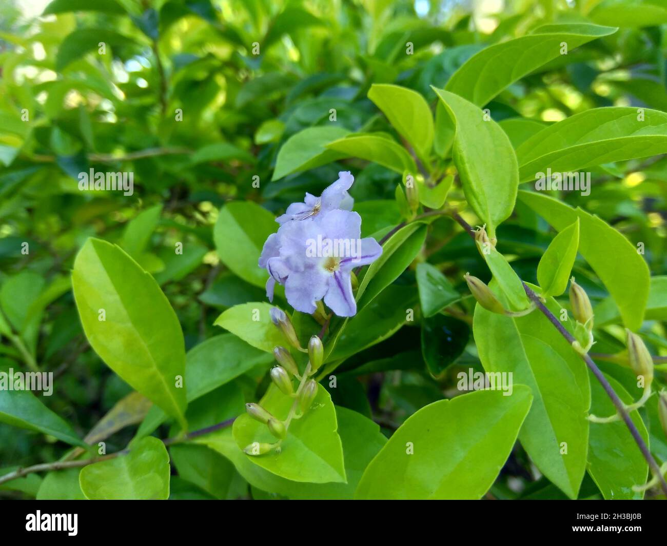 Foglie di cumulo d'oro. Chiamato anche Sinyo nakal, Duranta erecta, teh-tehan, alba, aurea, Ragazza geisha, zaffiro docce e variegata fiore (chiamato anche si Foto Stock