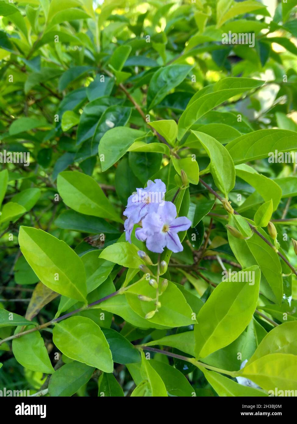 Foglie di cumulo d'oro. Chiamato anche Sinyo nakal, Duranta erecta, teh-tehan, alba, aurea, Ragazza geisha, zaffiro docce e variegata fiore (chiamato anche si Foto Stock