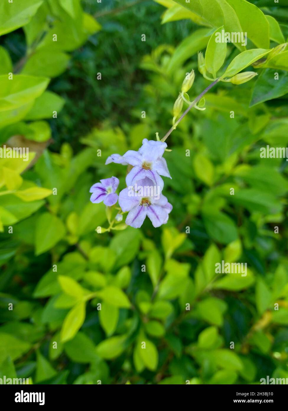 Foglie di cumulo d'oro. Chiamato anche Sinyo nakal, Duranta erecta, teh-tehan, alba, aurea, Ragazza geisha, zaffiro docce e variegata fiore (chiamato anche si Foto Stock