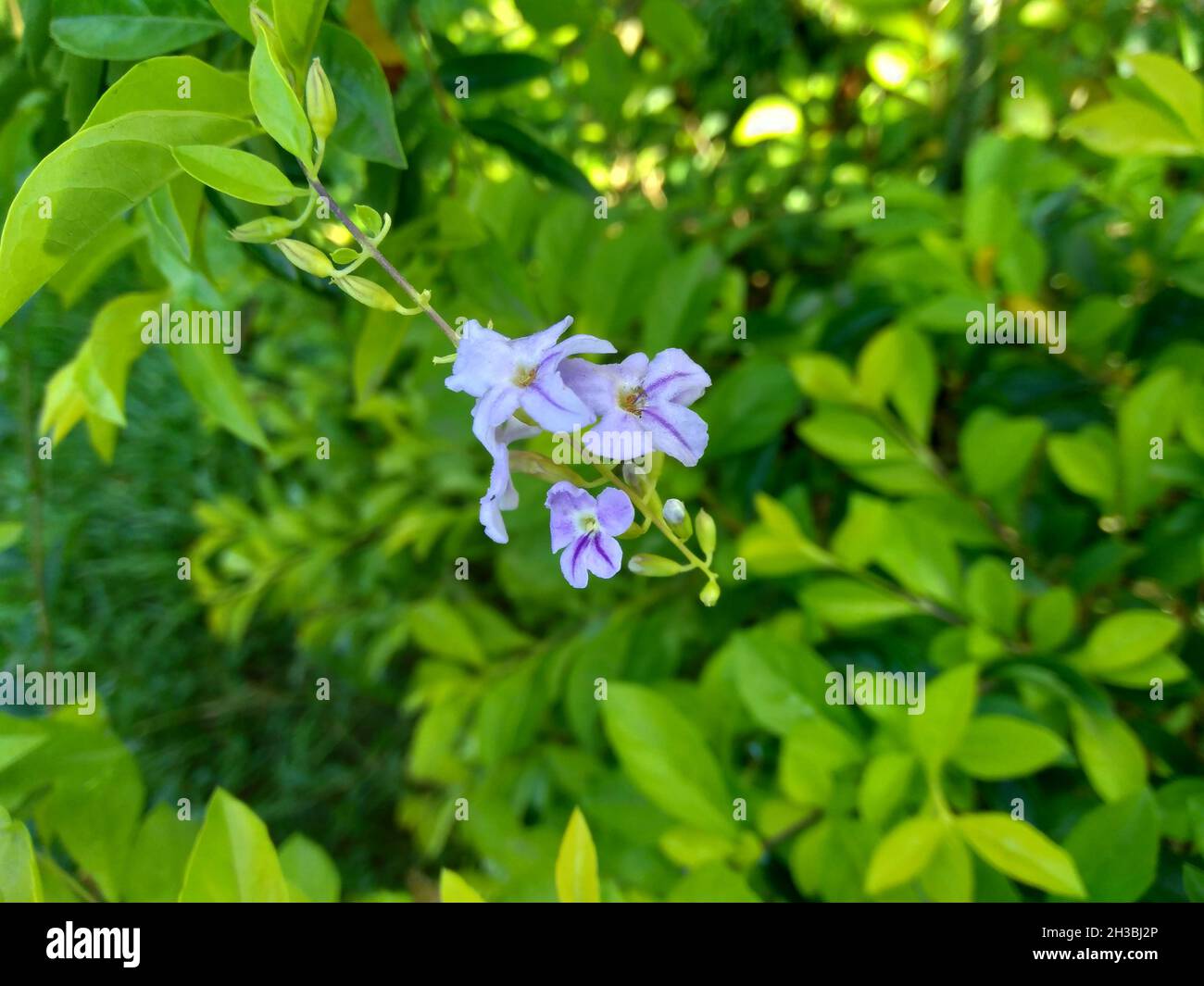 Foglie di cumulo d'oro. Chiamato anche Sinyo nakal, Duranta erecta, teh-tehan, alba, aurea, Ragazza geisha, zaffiro docce e variegata fiore (chiamato anche si Foto Stock
