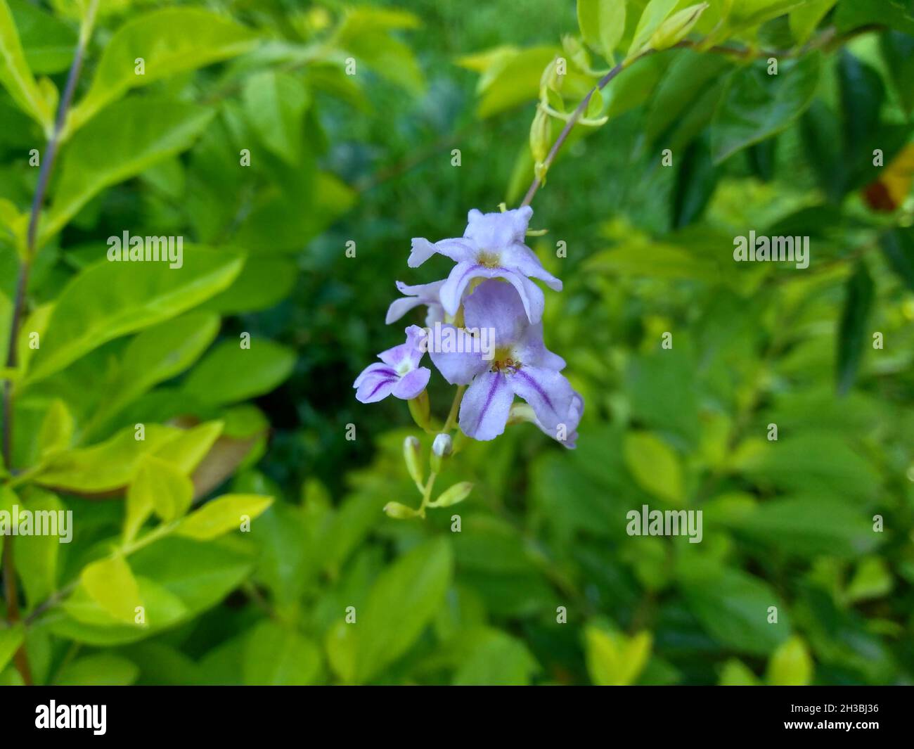 Foglie di cumulo d'oro. Chiamato anche Sinyo nakal, Duranta erecta, teh-tehan, alba, aurea, Ragazza geisha, zaffiro docce e variegata fiore (chiamato anche si Foto Stock