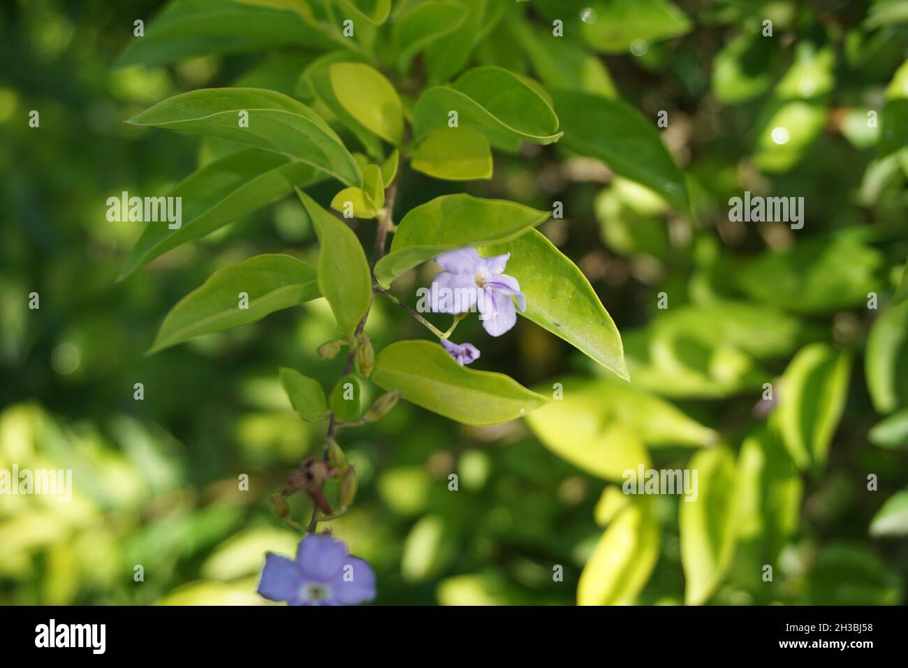 Foglie di cumulo d'oro. Chiamato anche Sinyo nakal, Duranta erecta, teh-tehan, alba, aurea, Ragazza geisha, zaffiro docce e variegata fiore (chiamato anche si Foto Stock