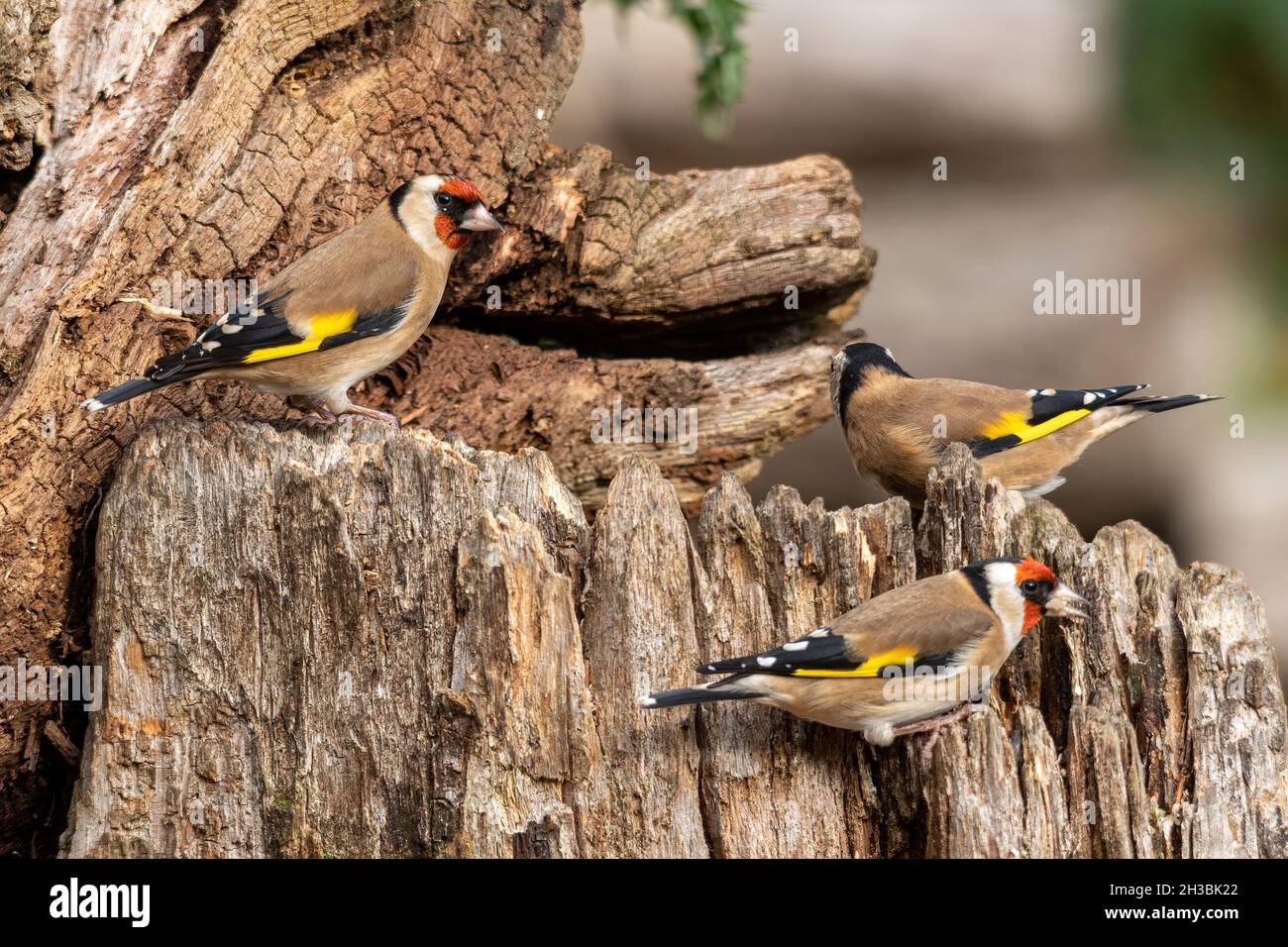 Tre carduelis (Carduelis carduelis) su un ceppo di albero, Regno Unito Foto Stock