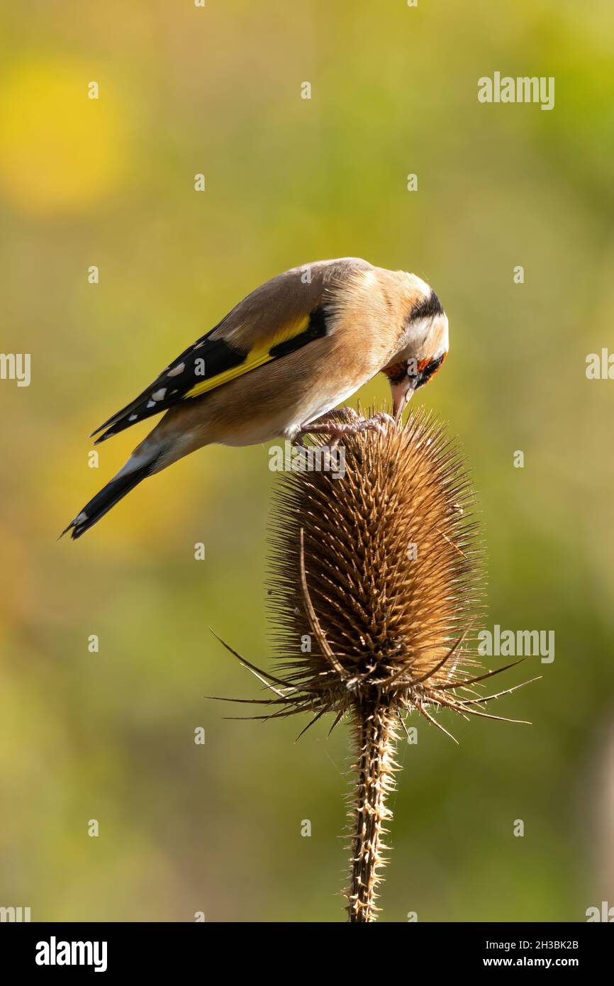 Goldfinch (Carduelis carduelis) che si nuote su un cucchiaino, Regno Unito Foto Stock