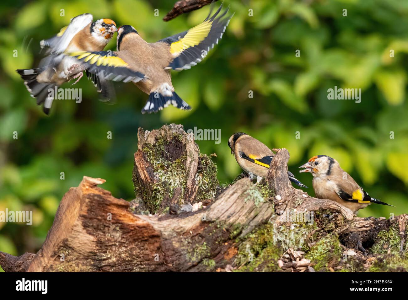 Piccolo gruppo di orafi (Carduelis carduelis) a terra, con due combattimenti o comportamenti aggressivi, Regno Unito Foto Stock