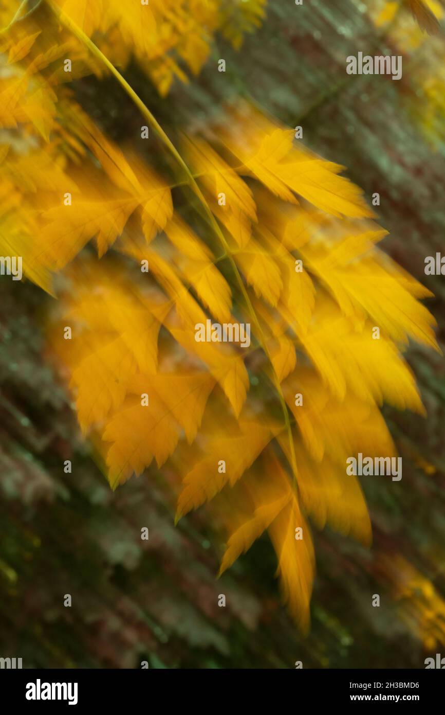 Foglie in vento, Golden Rain Tree (Koeldeuteria), autunno Foto Stock