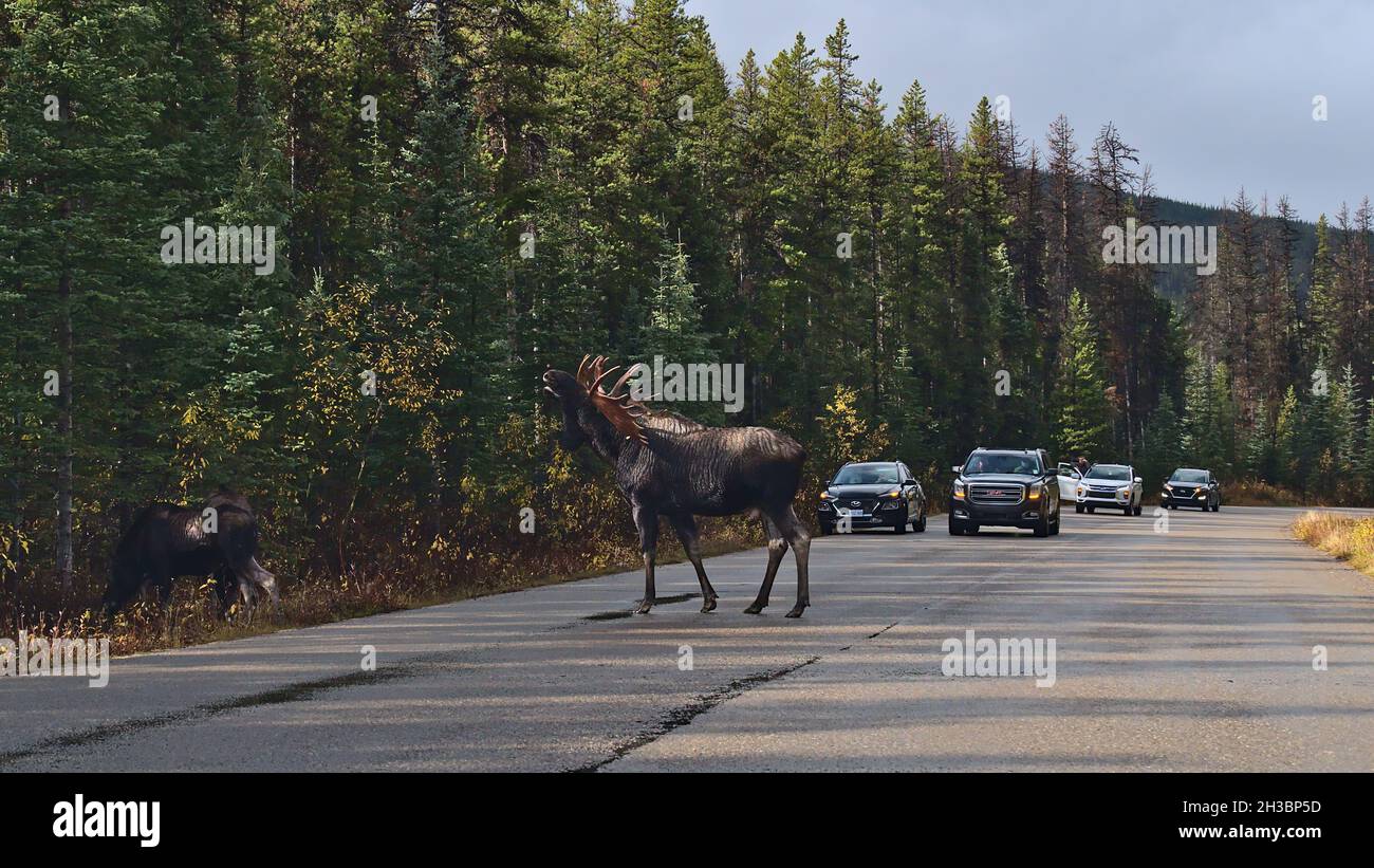 I turisti in auto su Maligne Lake Road osservando grande alce maschio con enormi corna sulla strada nelle Montagne Rocciose in autunno con alberi. Foto Stock