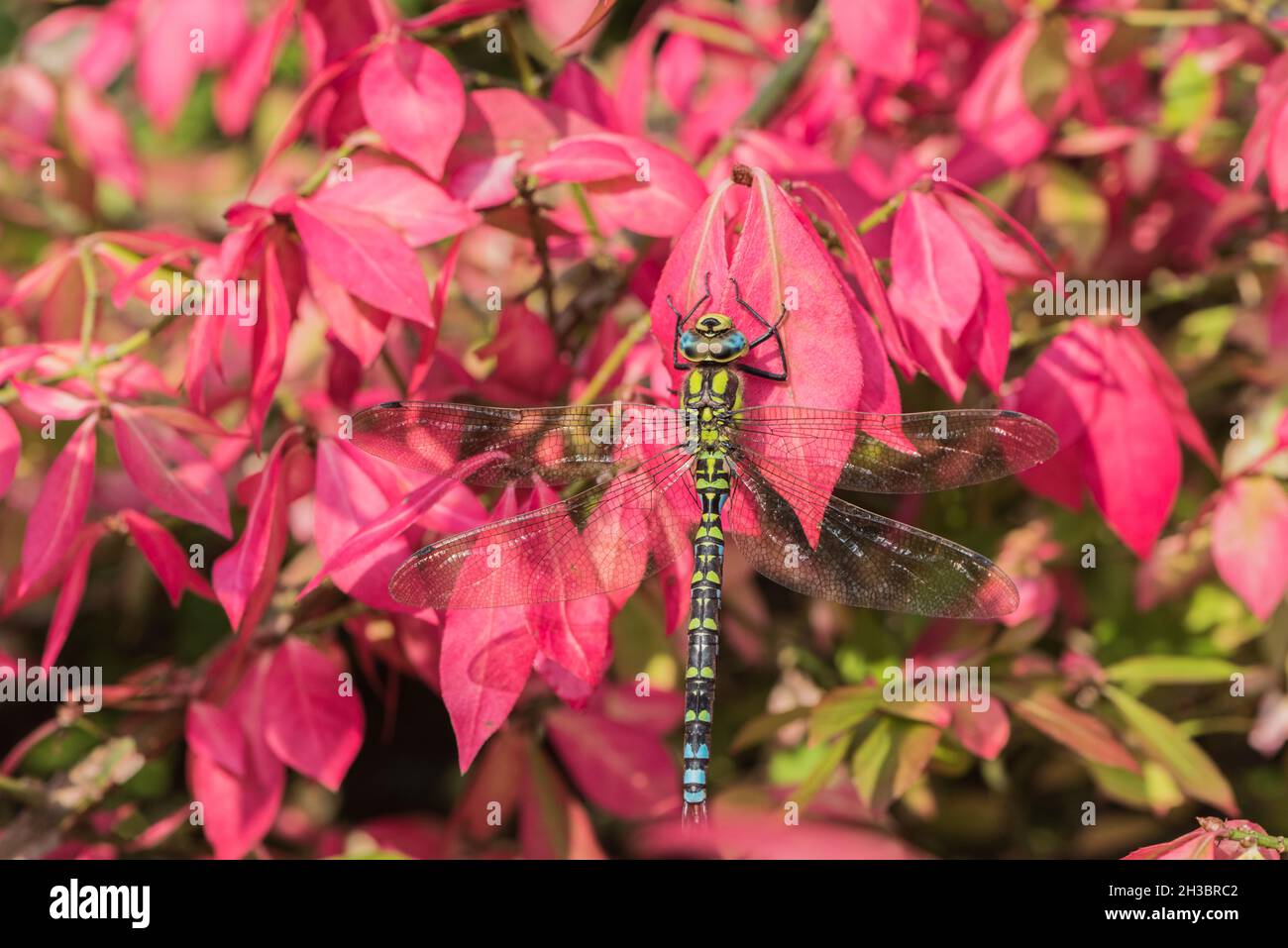 Hawker meridionale (Aeshna cianea) arroccato su un albero fusello in autunno Foto Stock