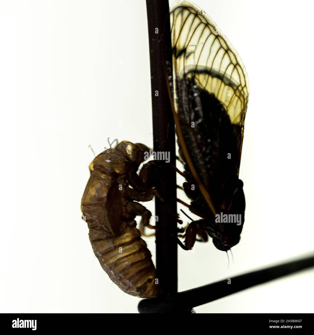 Cicada - Brood XCicada - Brood X - Magicada Cassinii Foto Stock