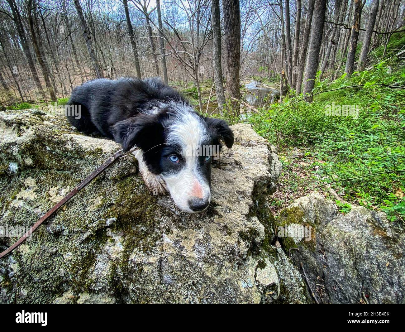 Border Collie cucciolo di riposo testa sulla roccia durante le escursioni, Fallston, MD Foto Stock