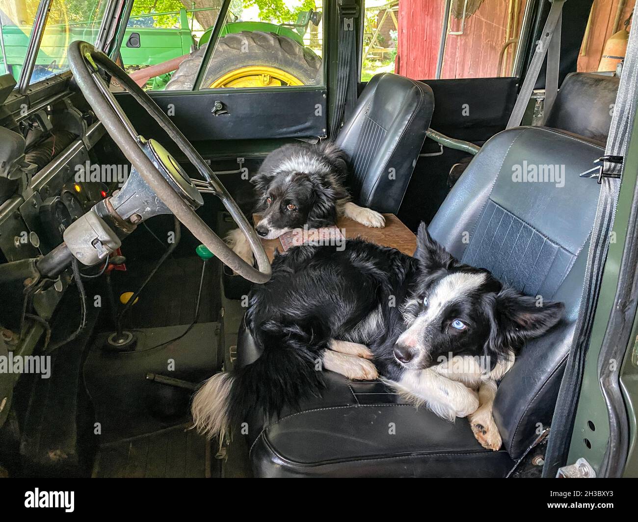 Due Border Collies si trovano davanti al sedile di Land Rover, Fallston, MD Foto Stock
