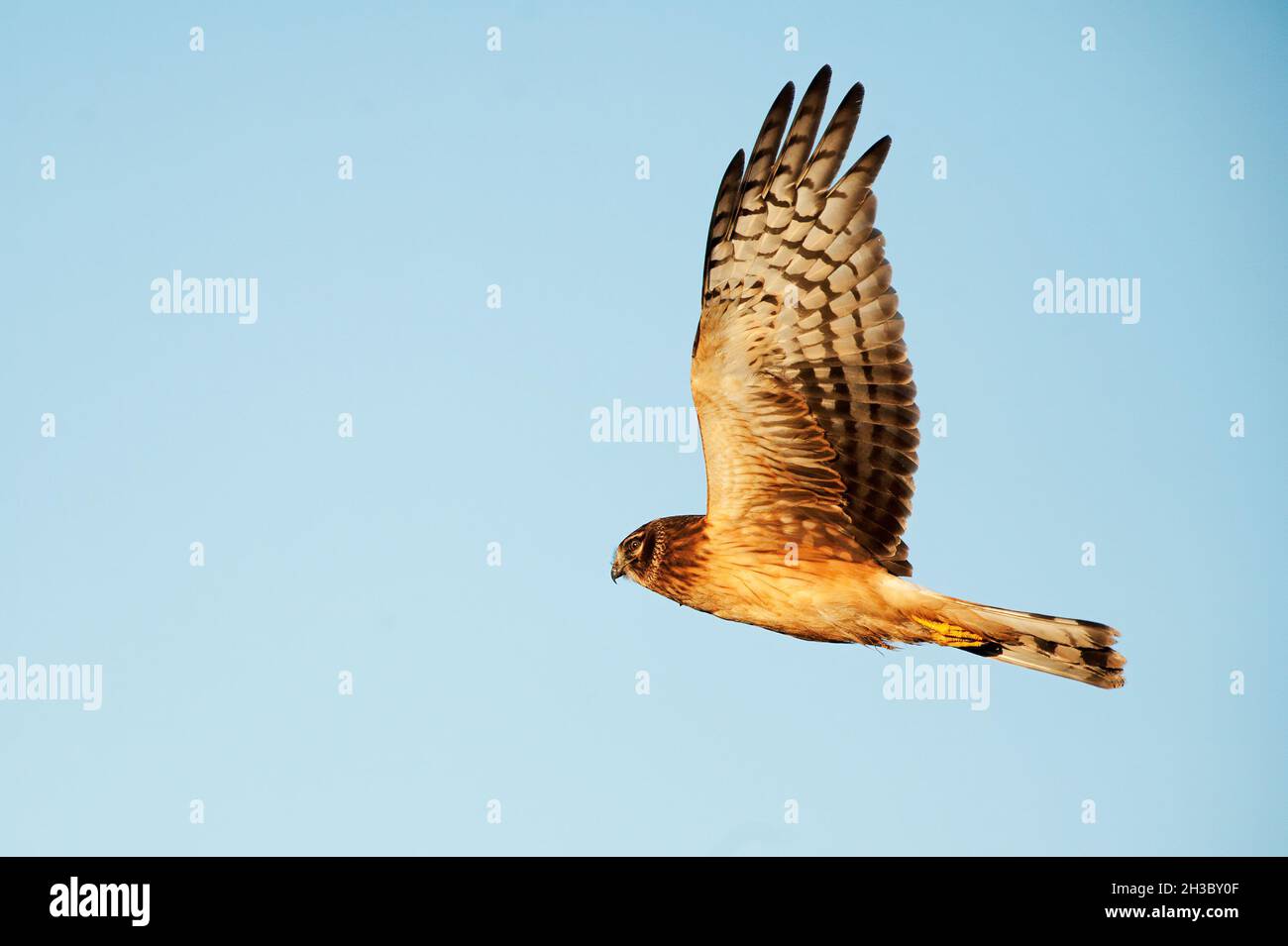 Volo in corriere del nord Foto Stock