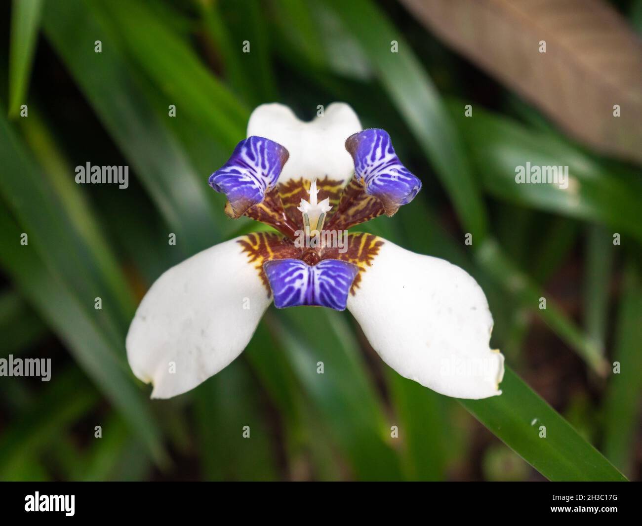 Fiore bianco e viola con tre petali noto come Passeggiate Iris, l'Iris dell'Apostolo e la pianta dell'Apostolo (Trimezia) è nel giardino di Medellin, Colombia Foto Stock