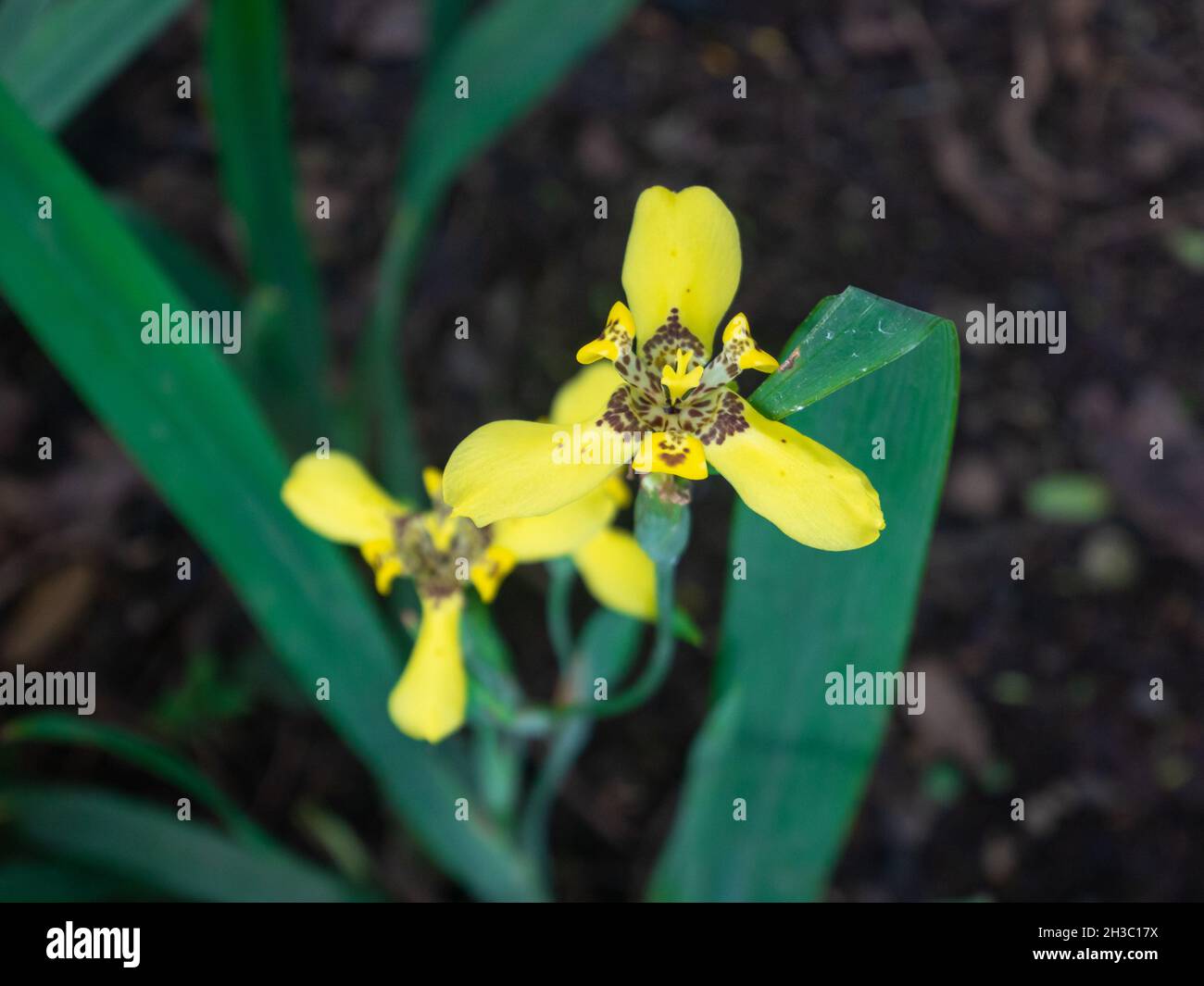 Martinique Trimezia conosciuta come Yellow Walking Iris e Forenoon Yellow Flag (Trimezia Martinicensis) è nel giardino in un giorno nuvoloso Foto Stock