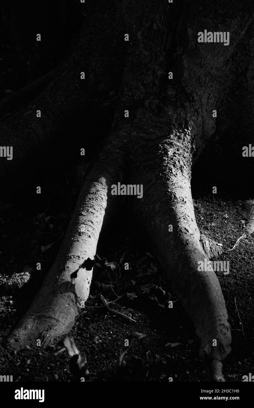 Immagine in bianco e nero di una base di un albero. Foto Stock