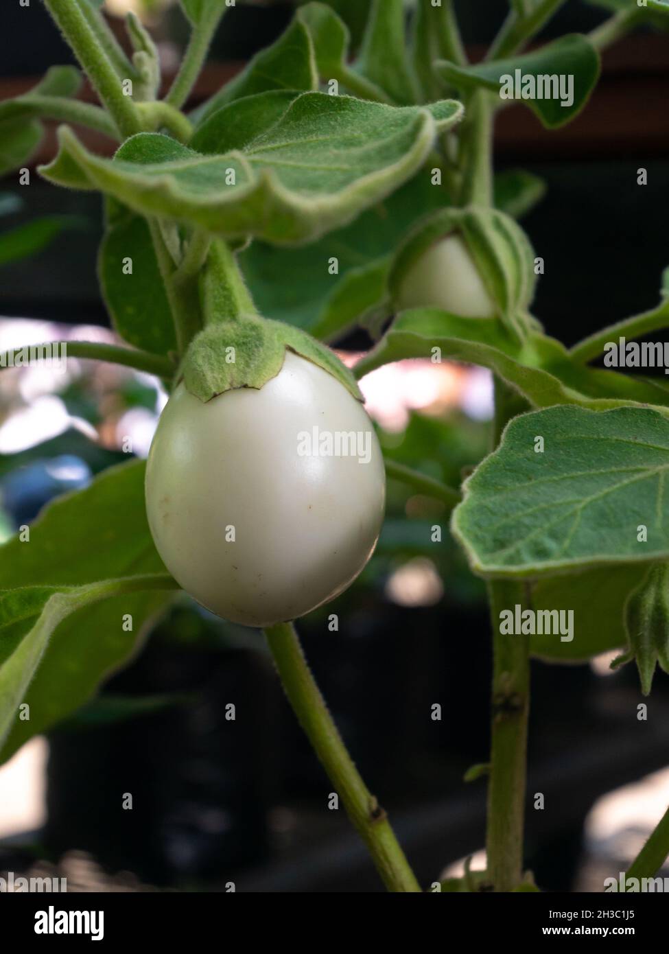 Melanzana (Solanum melongena), pianta vegetale che assomiglia ad un uovo Foto Stock