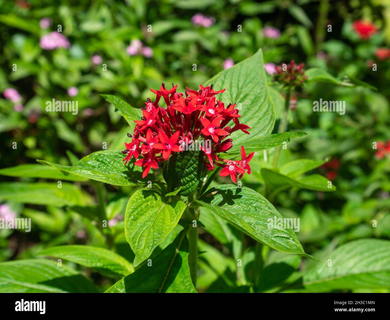 Pentas Lanceolata, comunemente noto come Egyptian Starcluster, mazzo di piccoli fiori rossi pianta a Medellín, Colombia Foto Stock