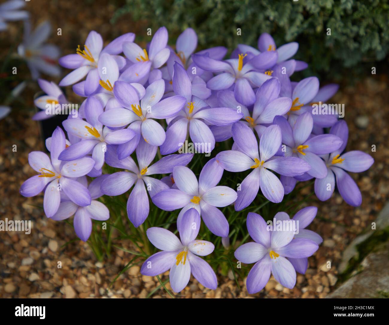 Primo piano od crocus goulimyi fiori. Foto Stock