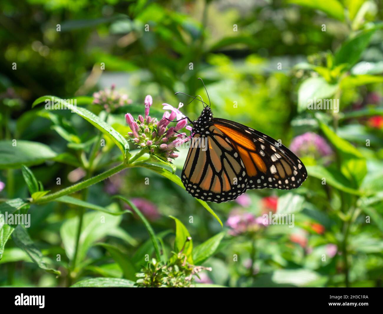 Monarch Butterfly (Danaus plexippus) nutrirsi di fiori rosa chiama Egyptian Stargrappolo (Pentas lanceolata) in un giardino a Medellin, Colombia Foto Stock