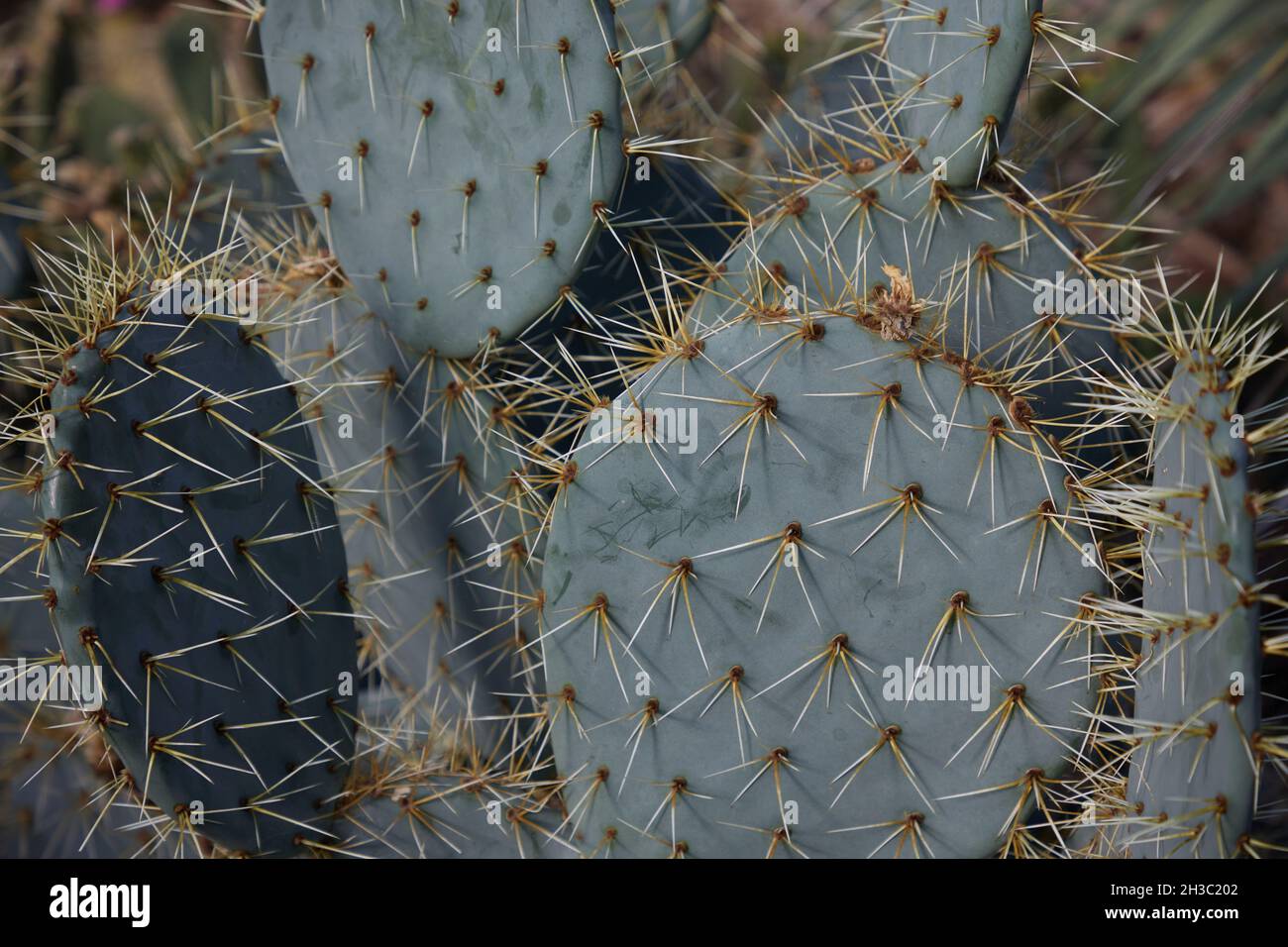 Primo piano dello stabilimento di Opuntia robusta cactus. Foto Stock