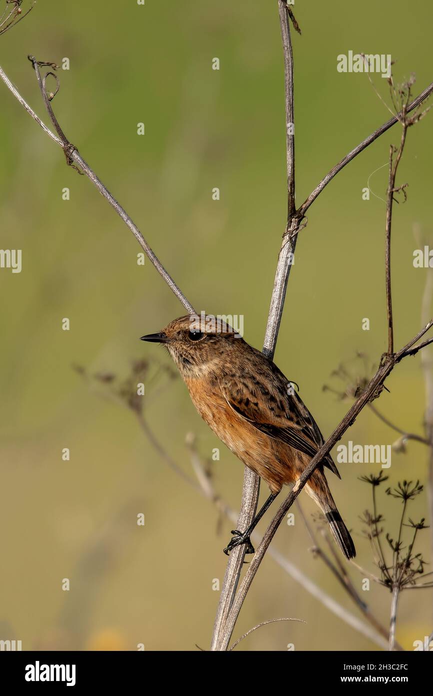 Stonechat femmina arroccato in prezzemolo mucca con sfondo verde Foto Stock