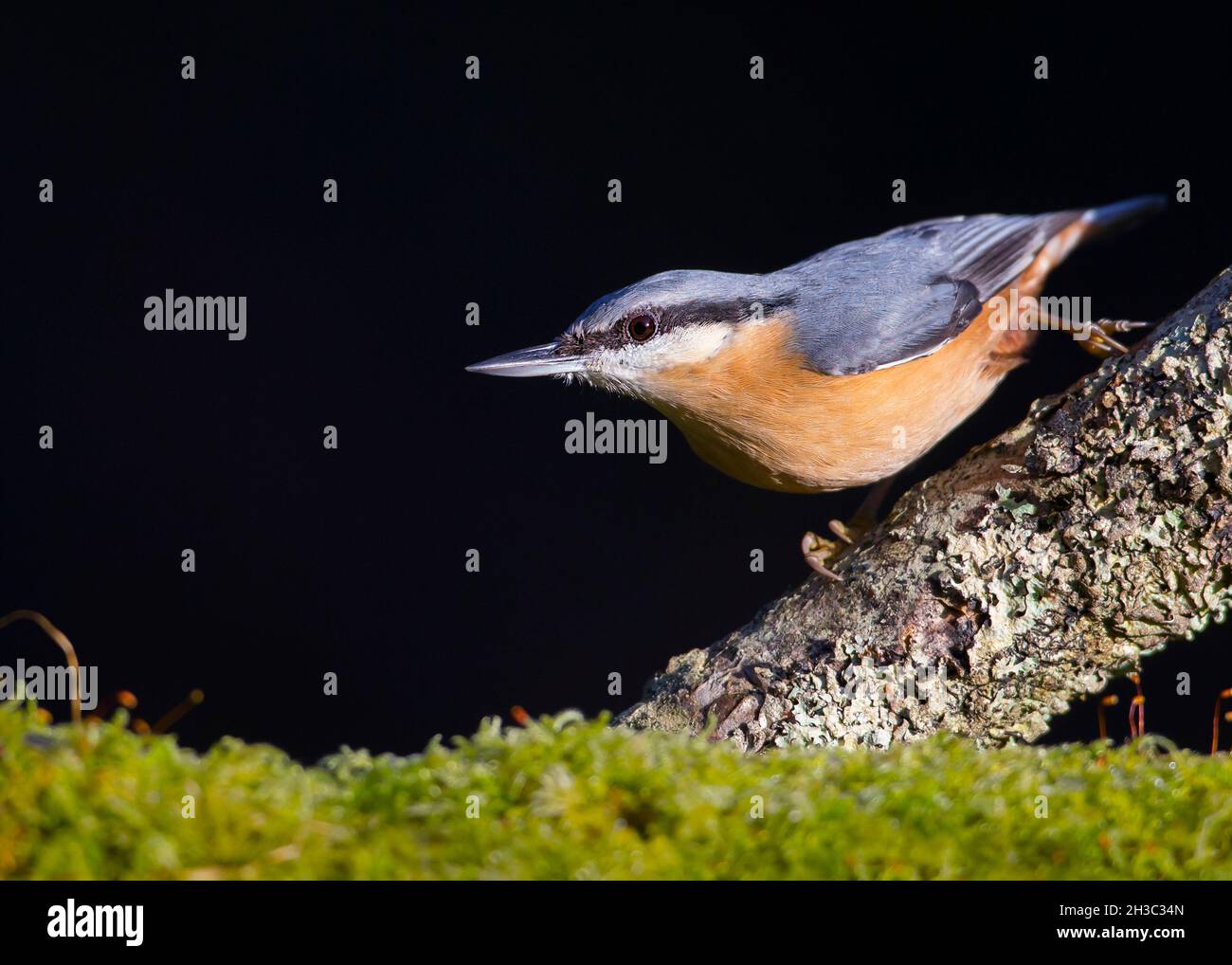 Eurasian Nuthatch, Hawick, Scottish Borders Foto Stock