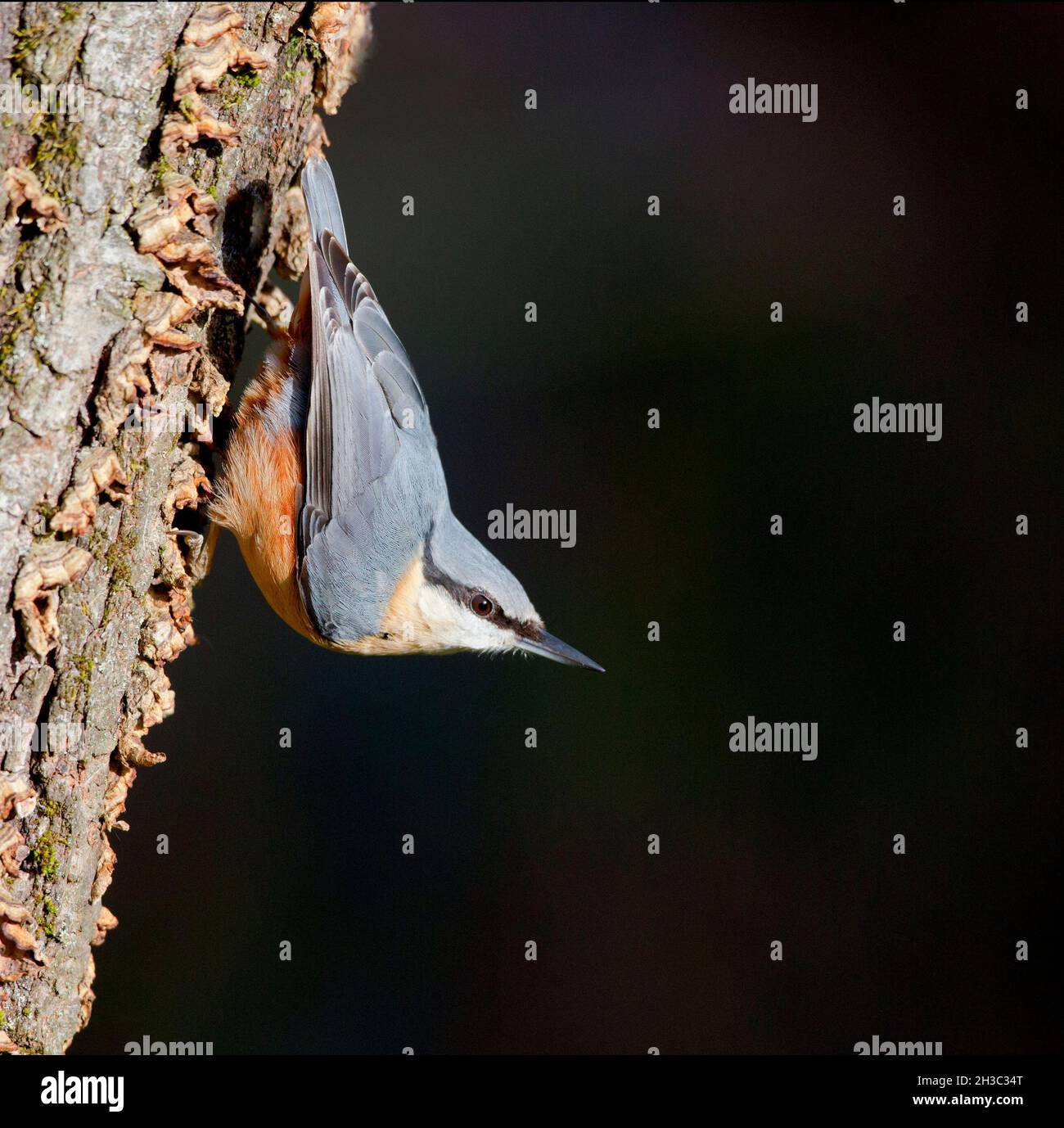 Eurasian Nuthatch, Hawick, Scottish Borders Foto Stock