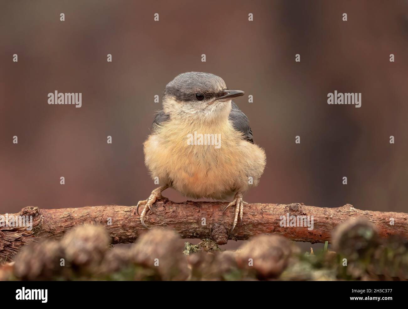 Eurasian Nuthatch, Hawick, Scottish Borders Foto Stock