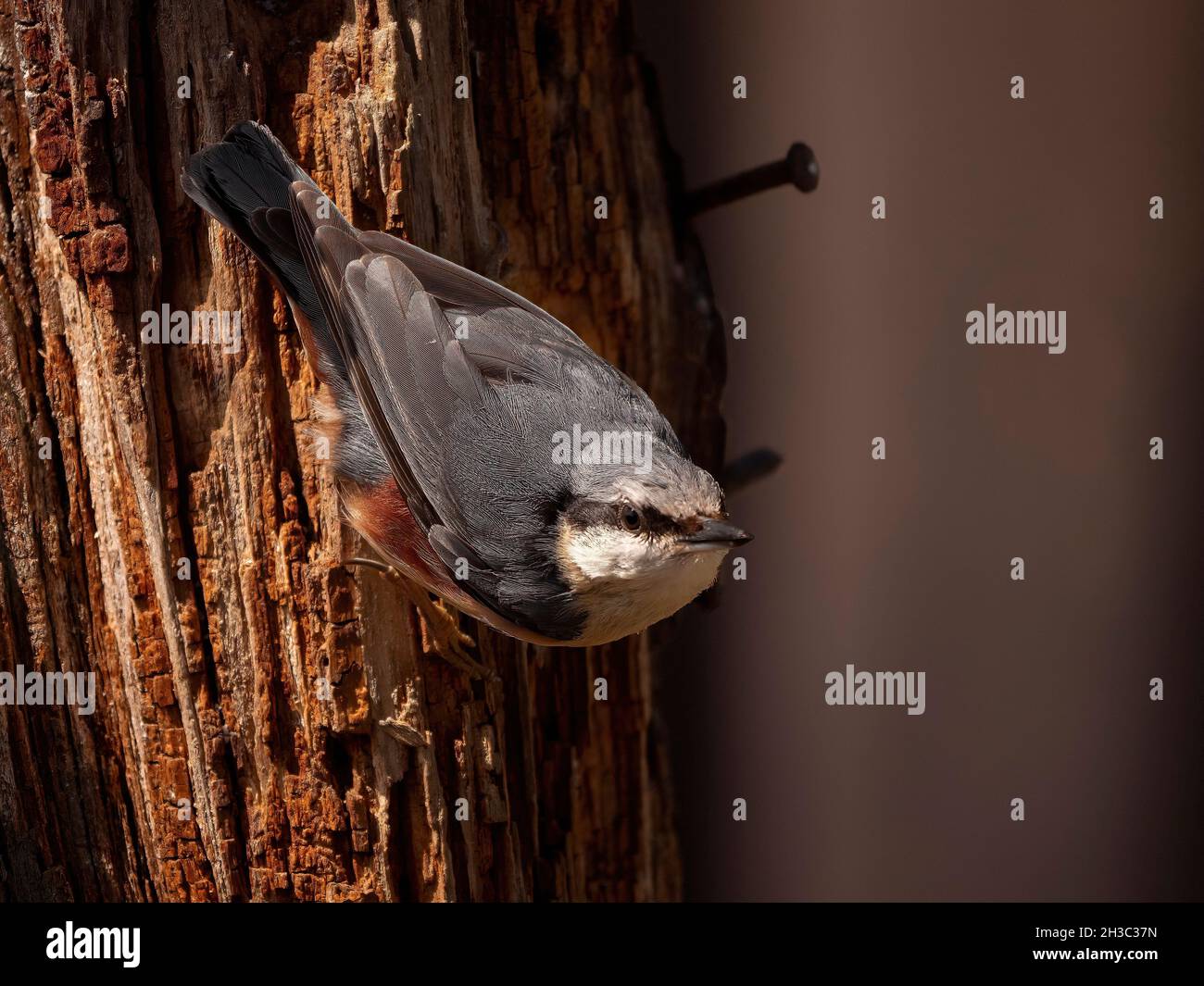 Eurasian Nuthatch, Hawick, Scottish Borders Foto Stock