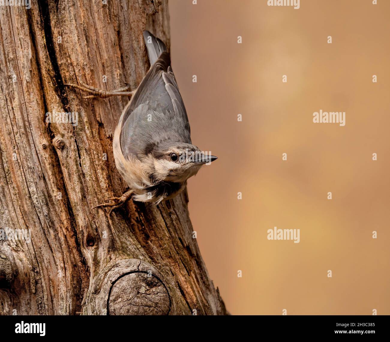 Eurasian Nuthatch, Hawick, Scottish Borders Foto Stock