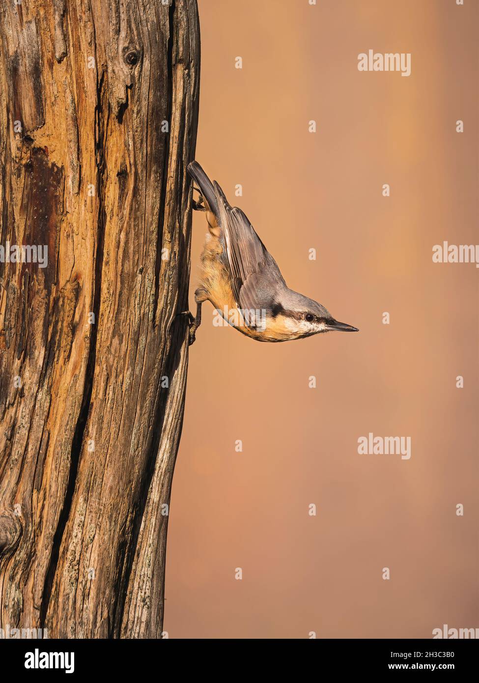 Eurasian Nuthatch, Hawick, Scottish Borders Foto Stock