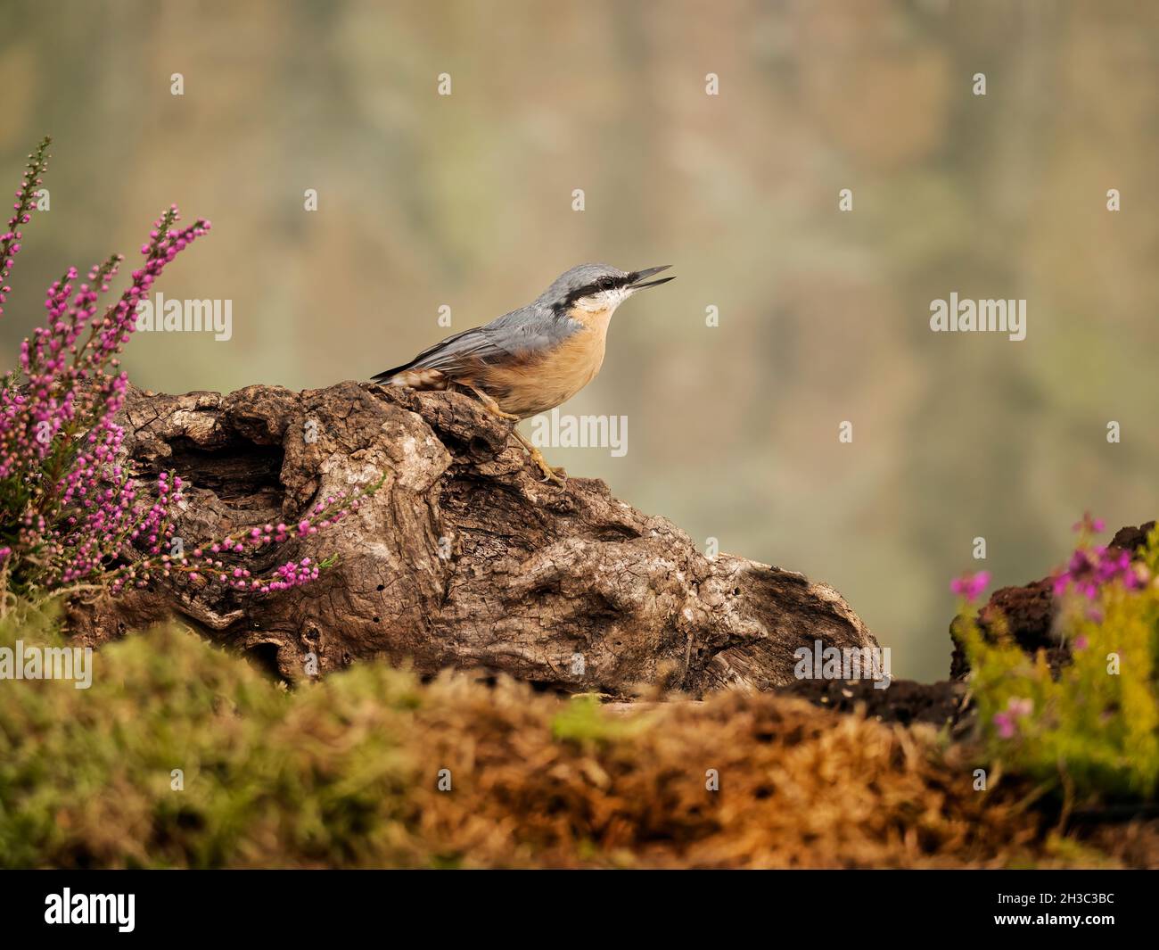 Eurasian Nuthatch, Hawick, Scottish Borders Foto Stock