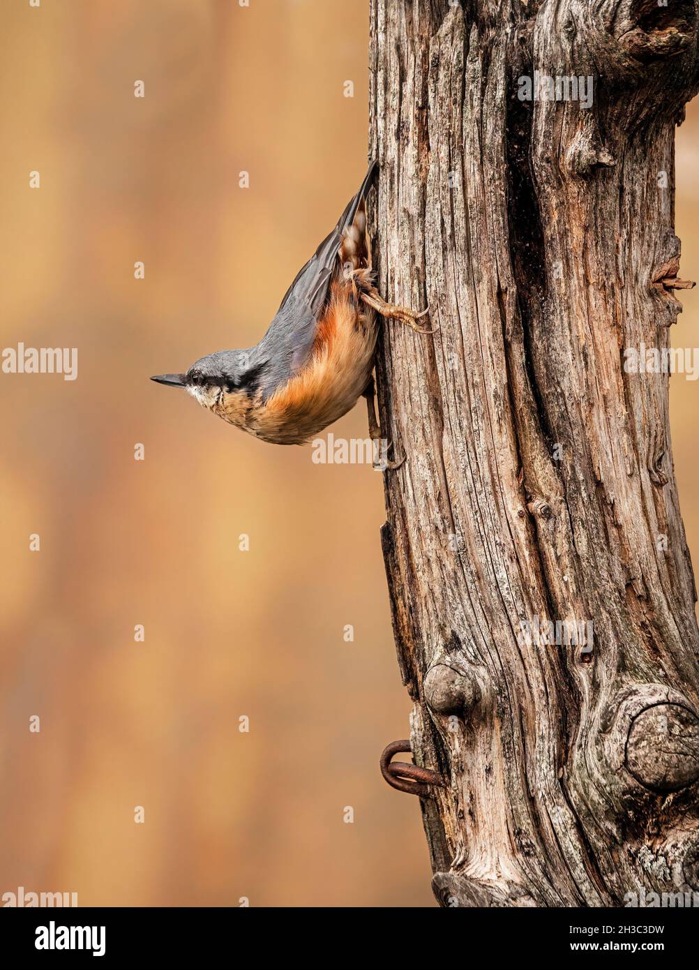 Eurasian Nuthatch, Hawick, Scottish Borders Foto Stock