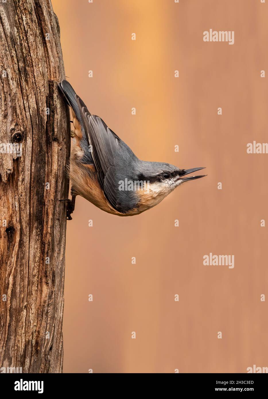 Eurasian Nuthatch, Hawick, Scottish Borders Foto Stock