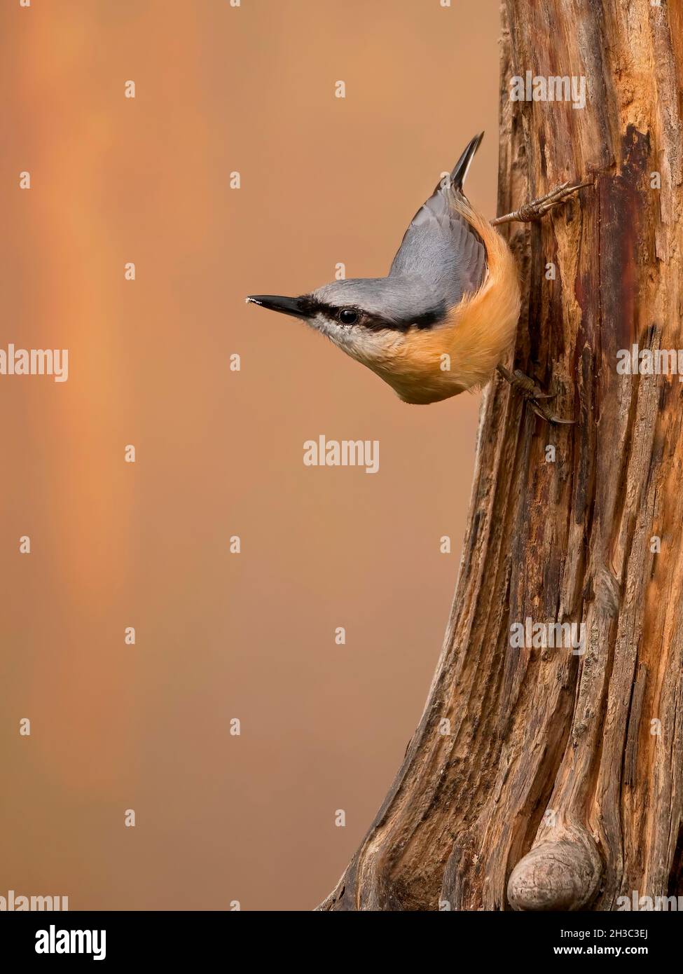 Eurasian Nuthatch, Hawick, Scottish Borders Foto Stock