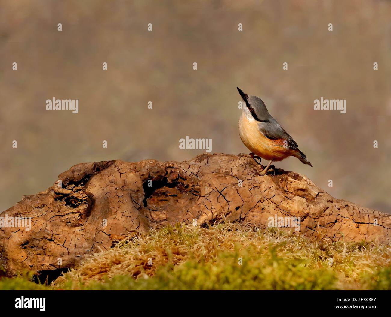 Eurasian Nuthatch, Hawick, Scottish Borders Foto Stock