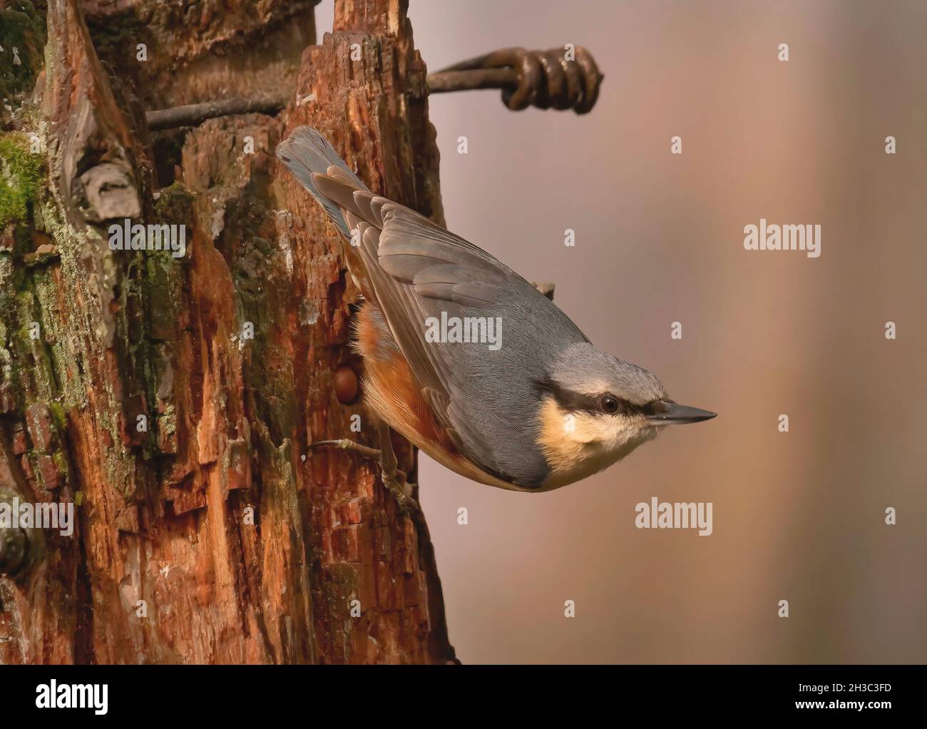 Eurasian Nuthatch, Hawick, Scottish Borders Foto Stock