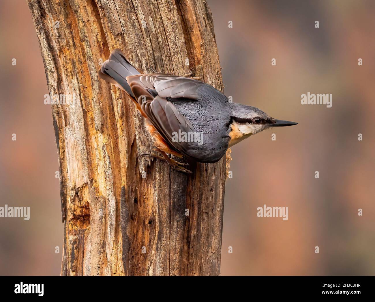 Eurasian Nuthatch, Hawick, Scottish Borders Foto Stock