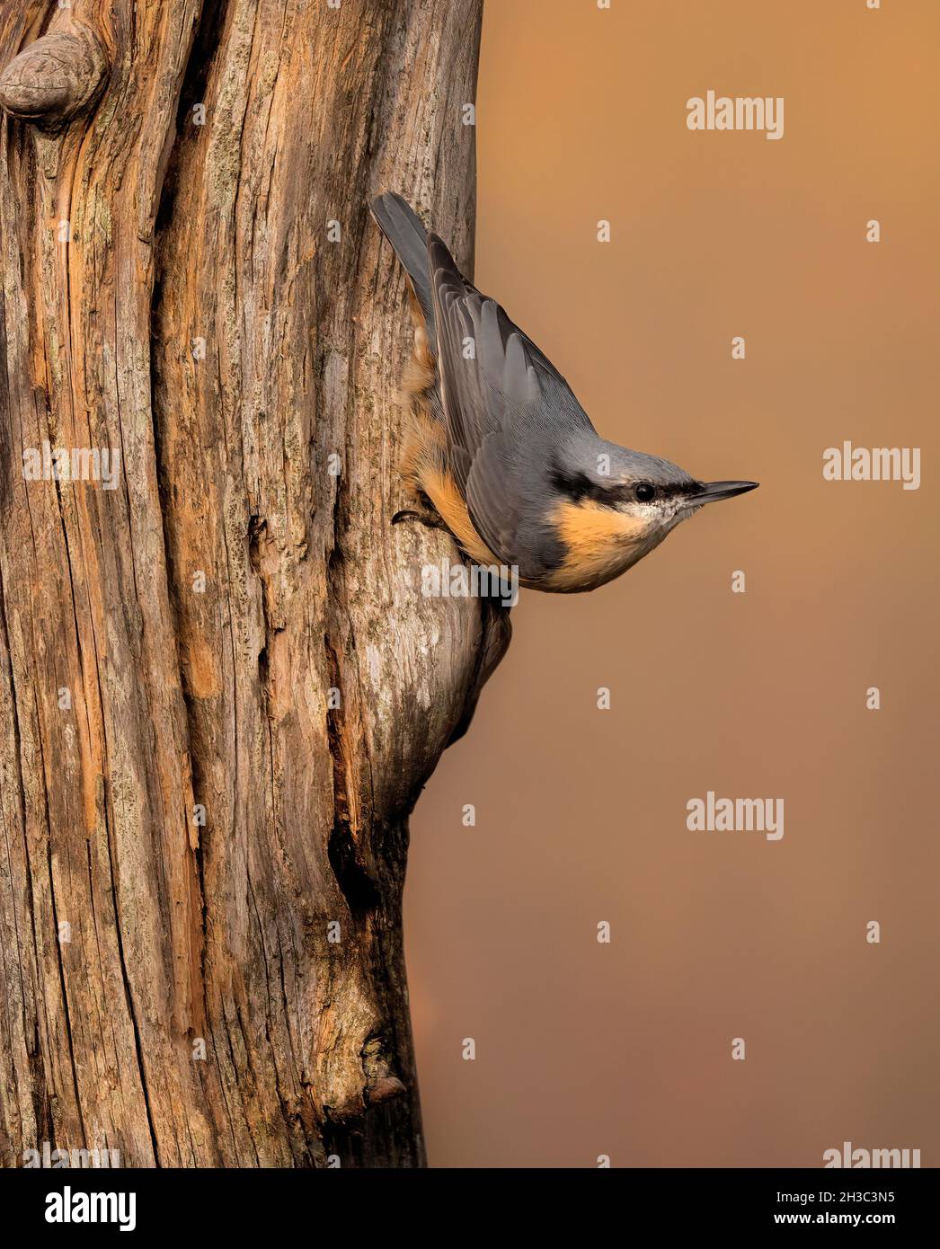 Eurasian Nuthatch, Hawick, Scottish Borders Foto Stock