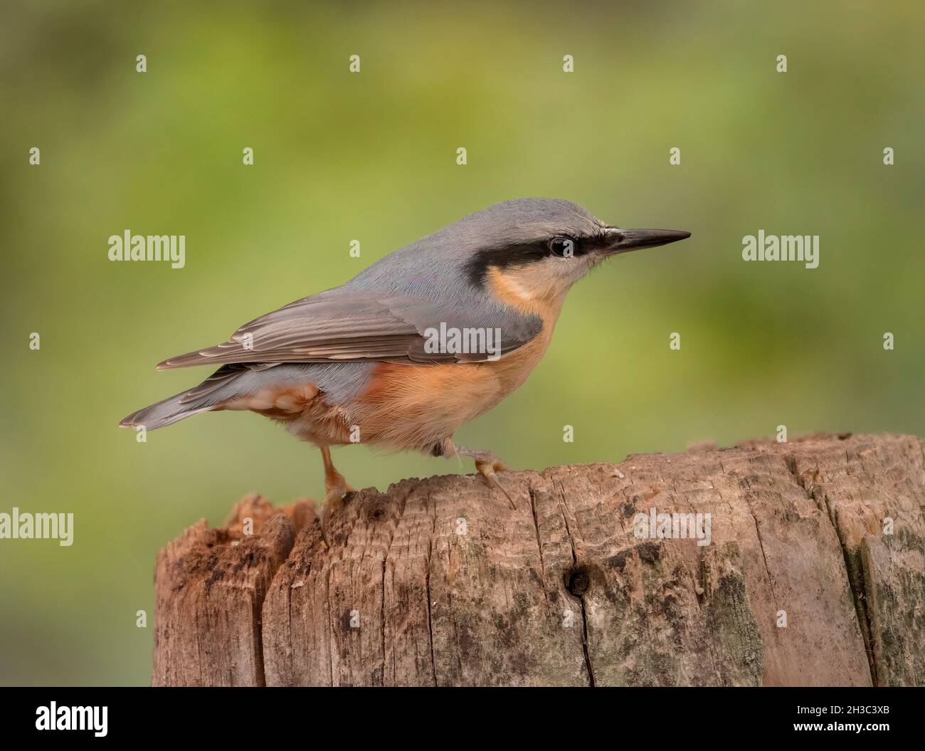 Eurasian Nuthatch, Hawick, Scottish Borders Foto Stock
