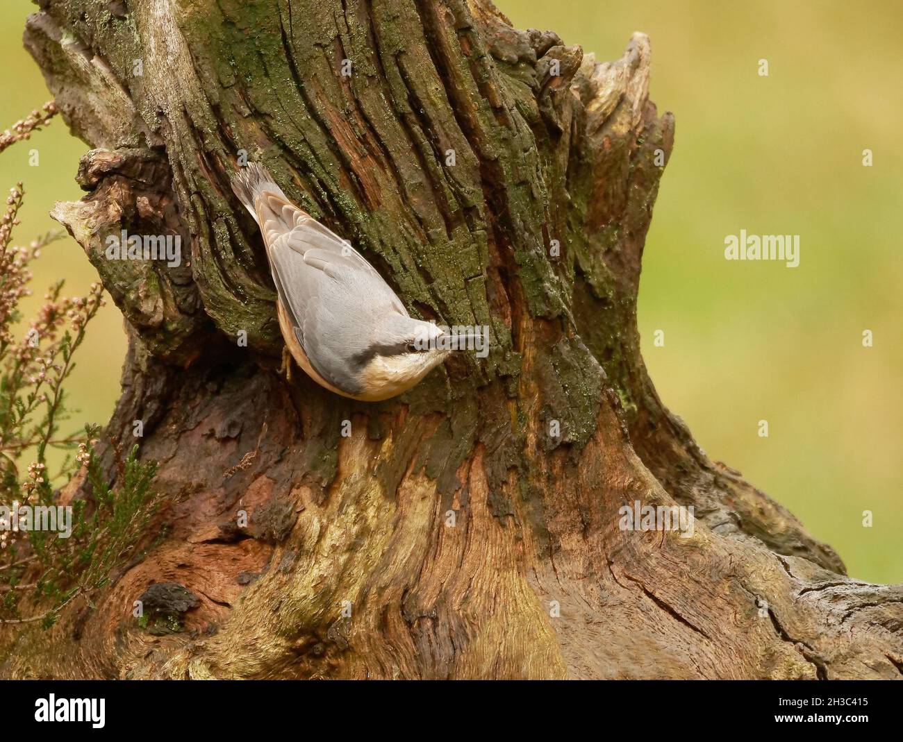 Eurasian Nuthatch, Hawick, Scottish Borders Foto Stock