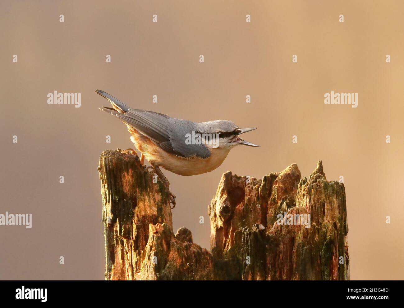 Eurasian Nuthatch, Hawick, Scottish Borders Foto Stock